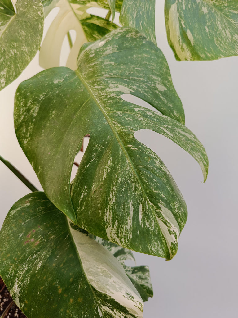 Monstera deliciosa variegata albo