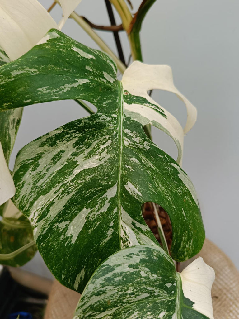 Monstera deliciosa variegata albo