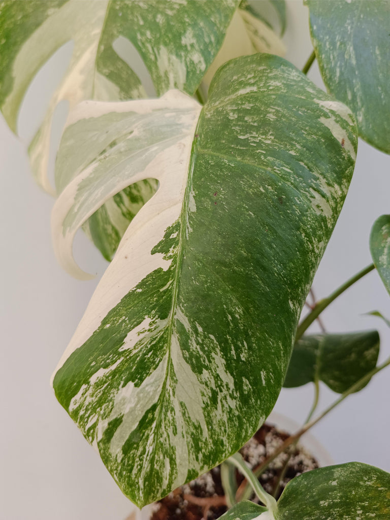 Monstera deliciosa variegata albo