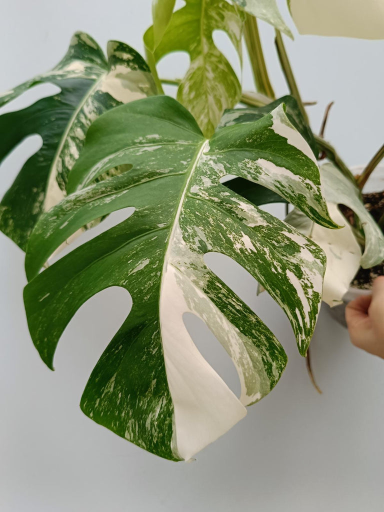 Monstera deliciosa variegata albo