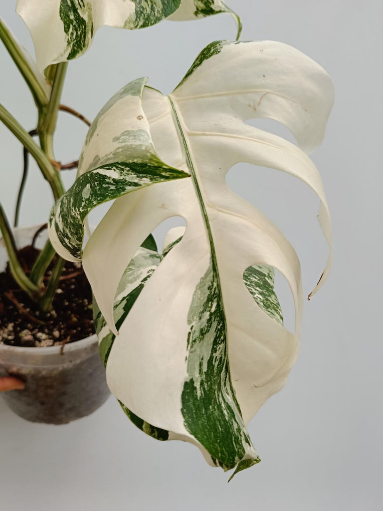 Monstera deliciosa variegata albo