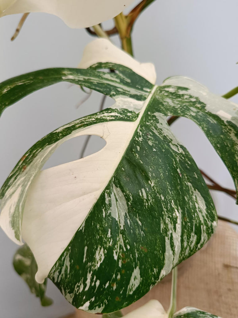 Monstera deliciosa variegata albo