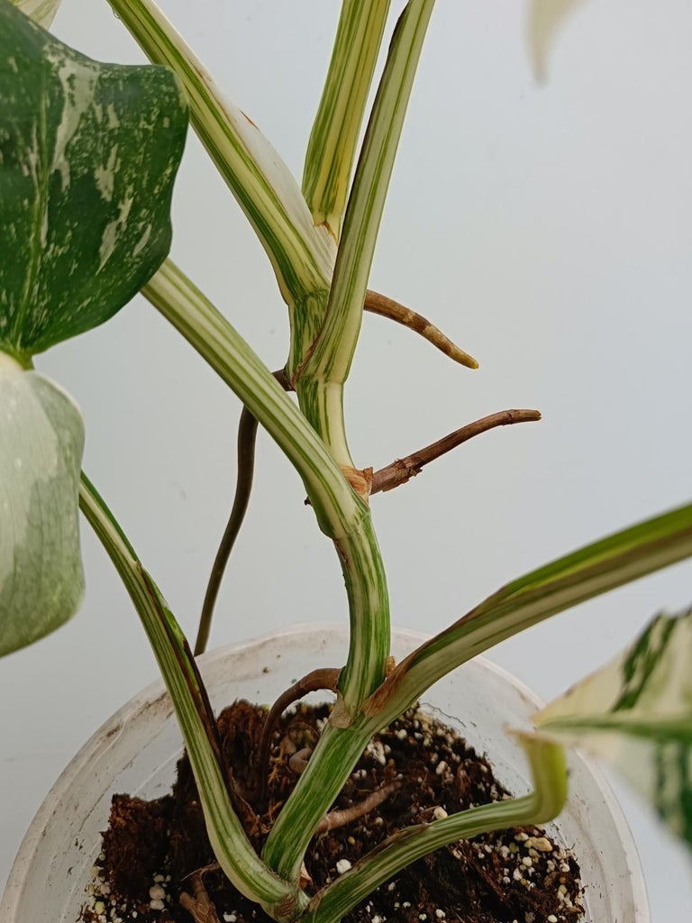 Monstera deliciosa variegata albo