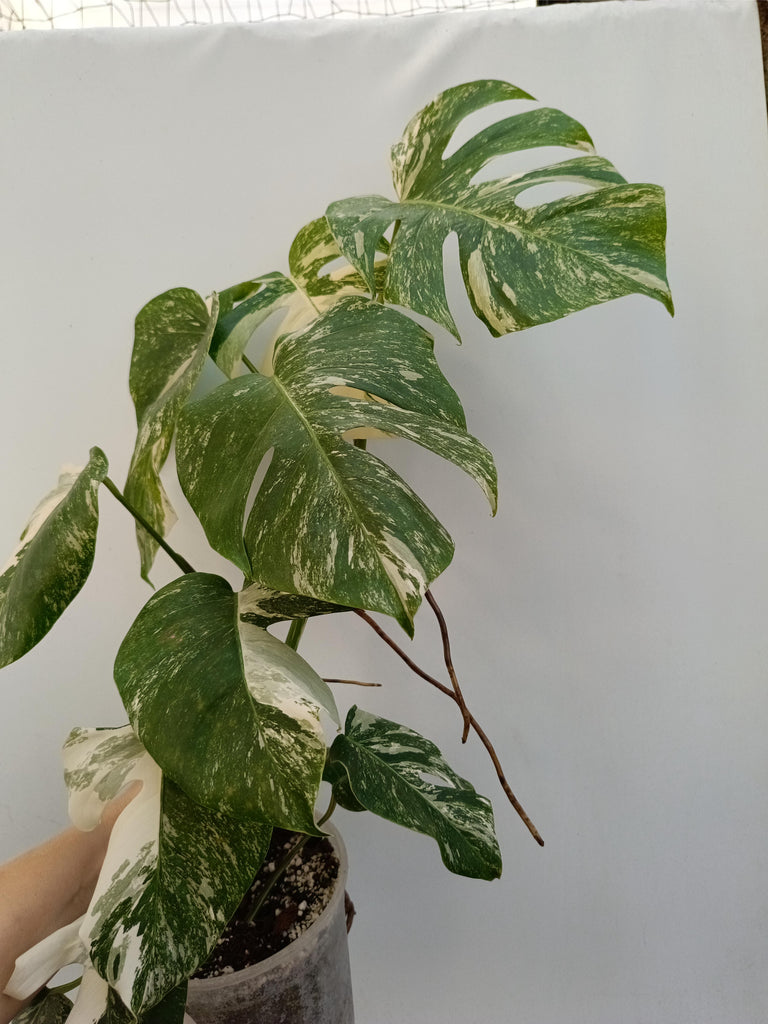 Monstera deliciosa variegata albo