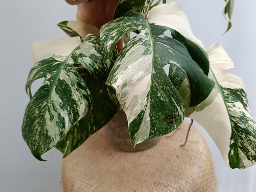 Monstera deliciosa variegata albo