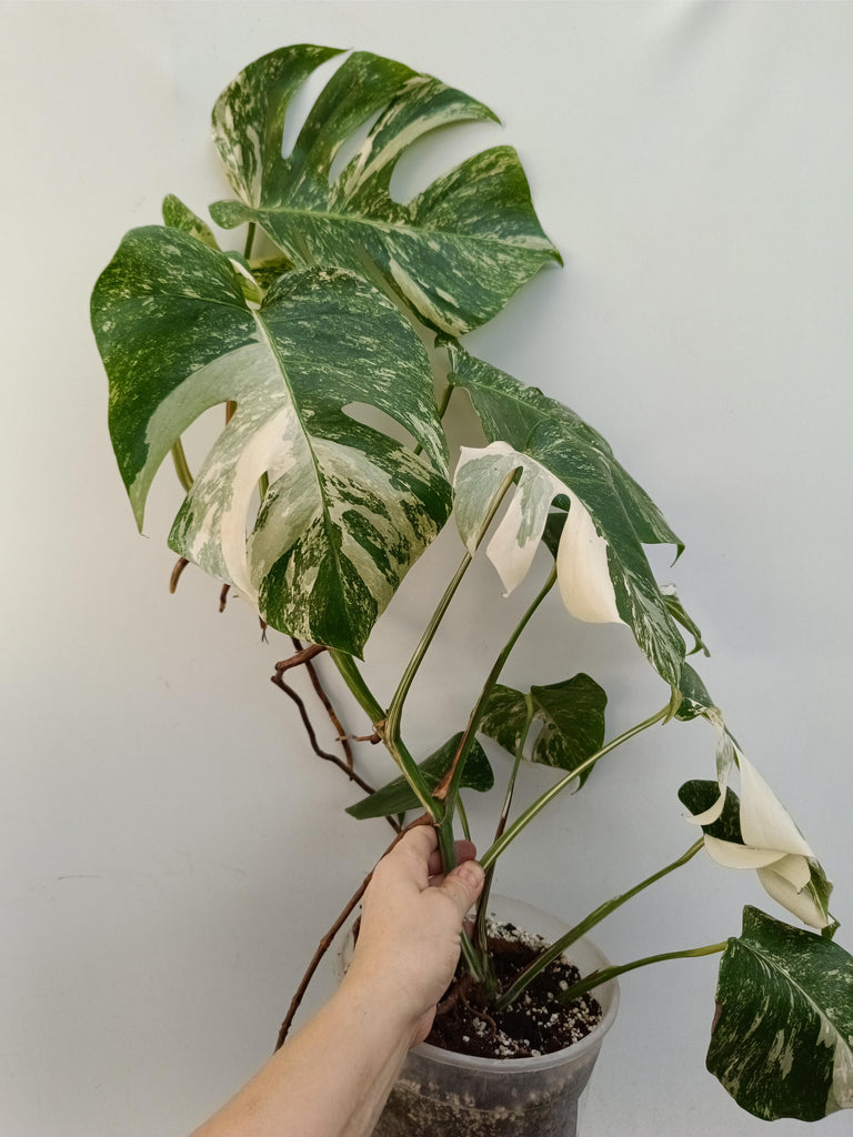 Monstera deliciosa variegata albo