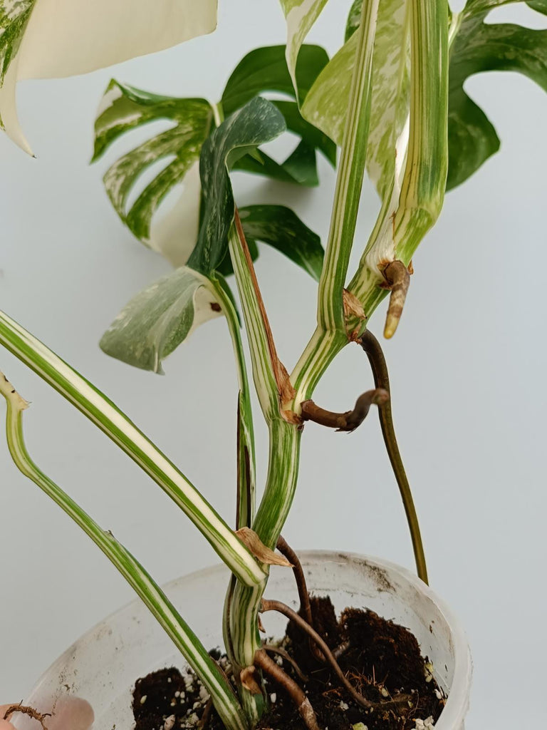 Monstera deliciosa variegata albo