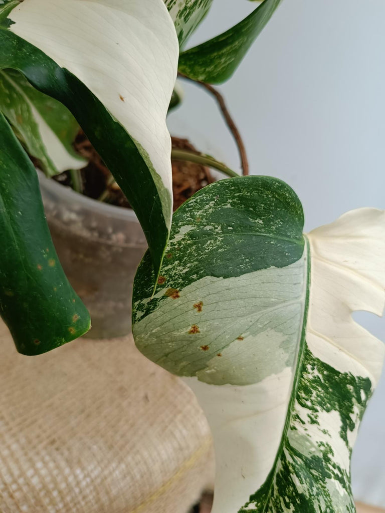 Monstera deliciosa variegata albo