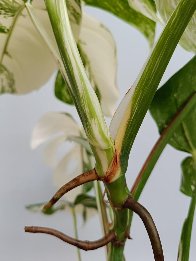 Monstera deliciosa variegata albo