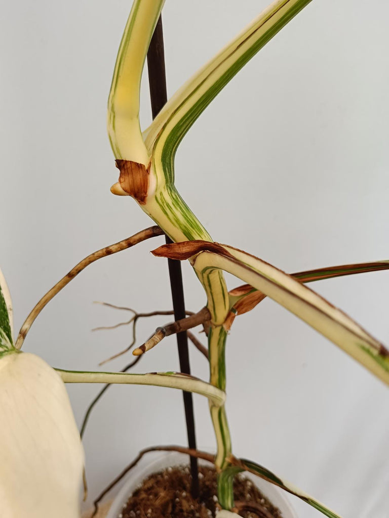 Monstera deliciosa variegata albo