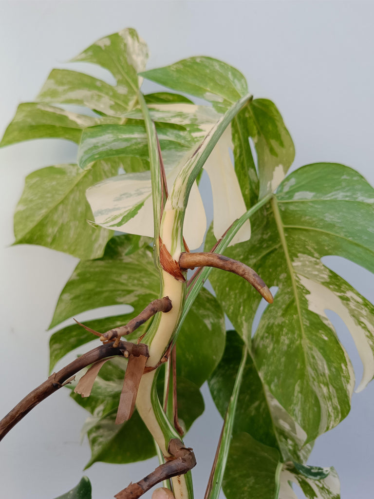 Monstera deliciosa variegata albo