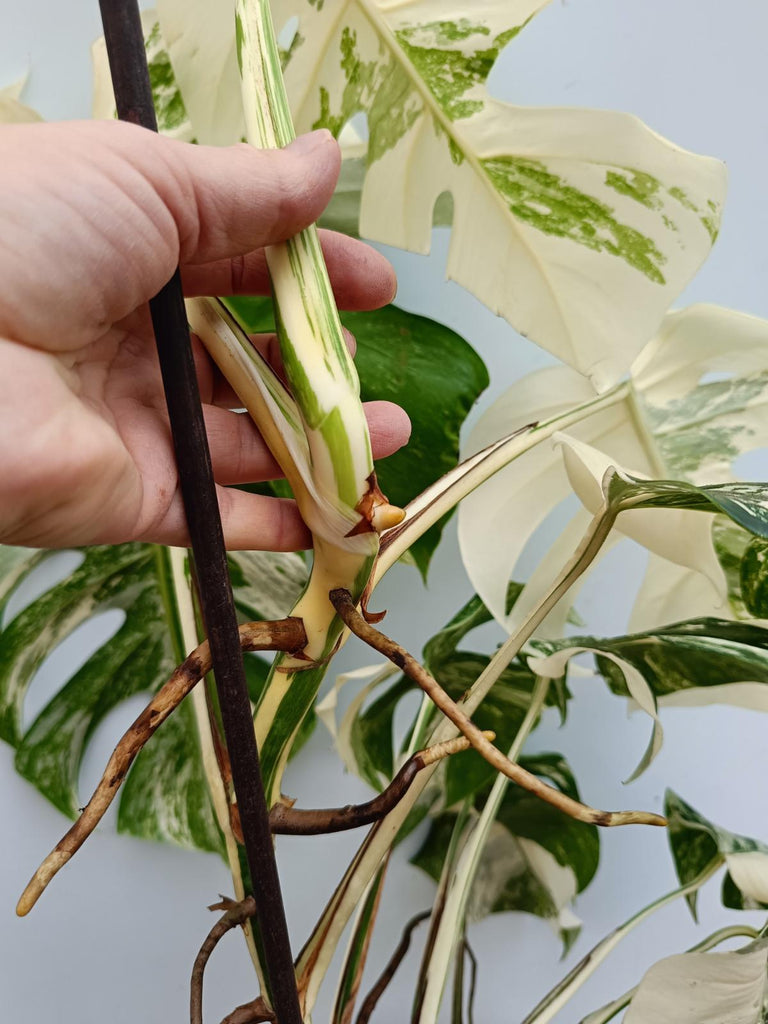 Monstera deliciosa variegata albo