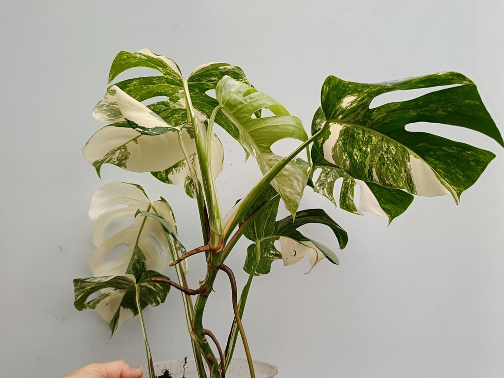 Monstera deliciosa variegata albo