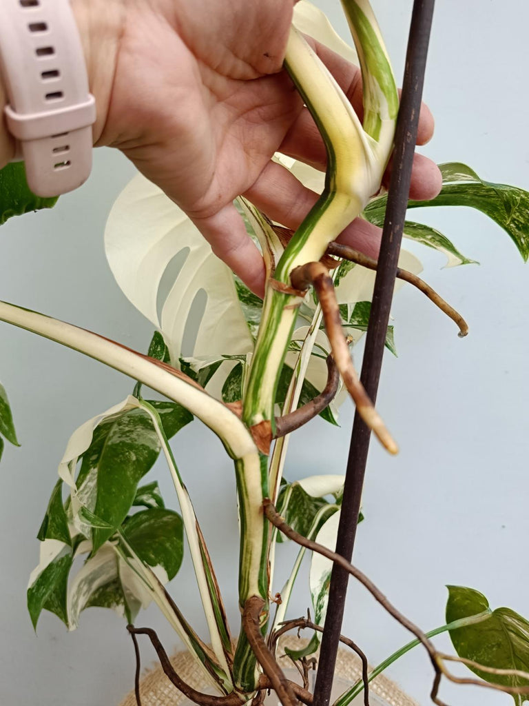 Monstera deliciosa variegata albo