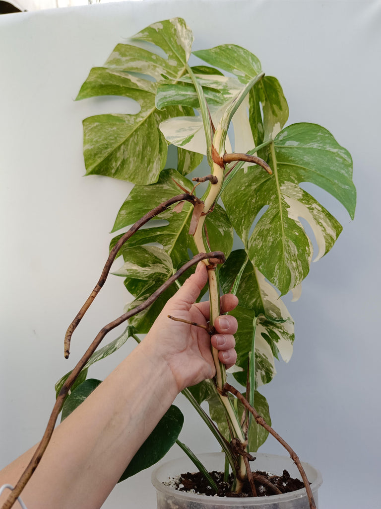 Monstera deliciosa variegata albo