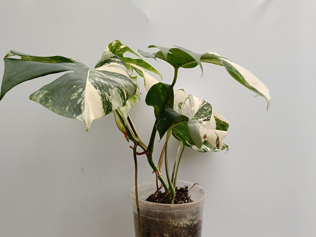 Monstera deliciosa variegata albo