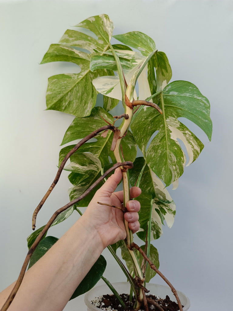 Monstera deliciosa variegata albo