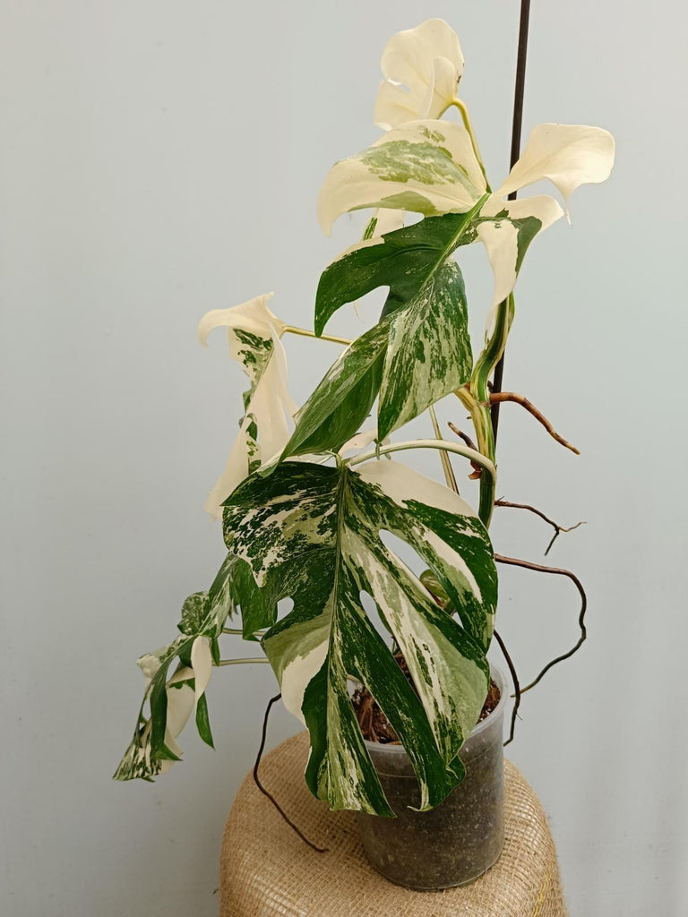 Monstera deliciosa variegata albo