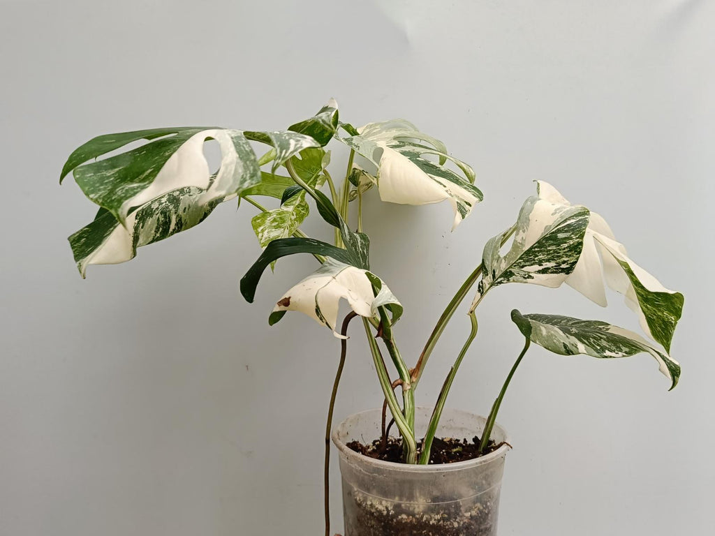 Monstera deliciosa variegata albo