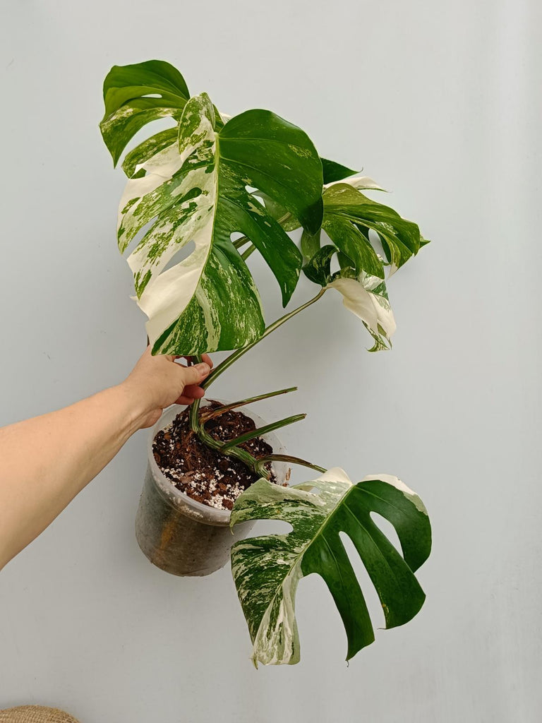 Monstera deliciosa variegata albo