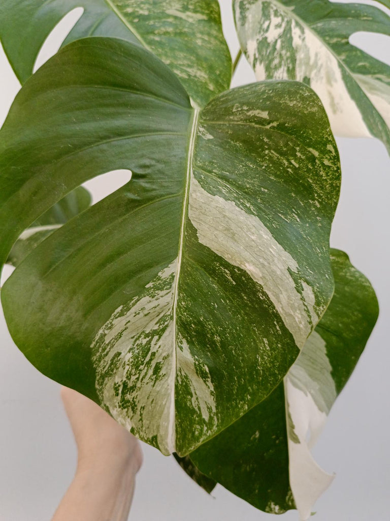 Monstera deliciosa variegata albo