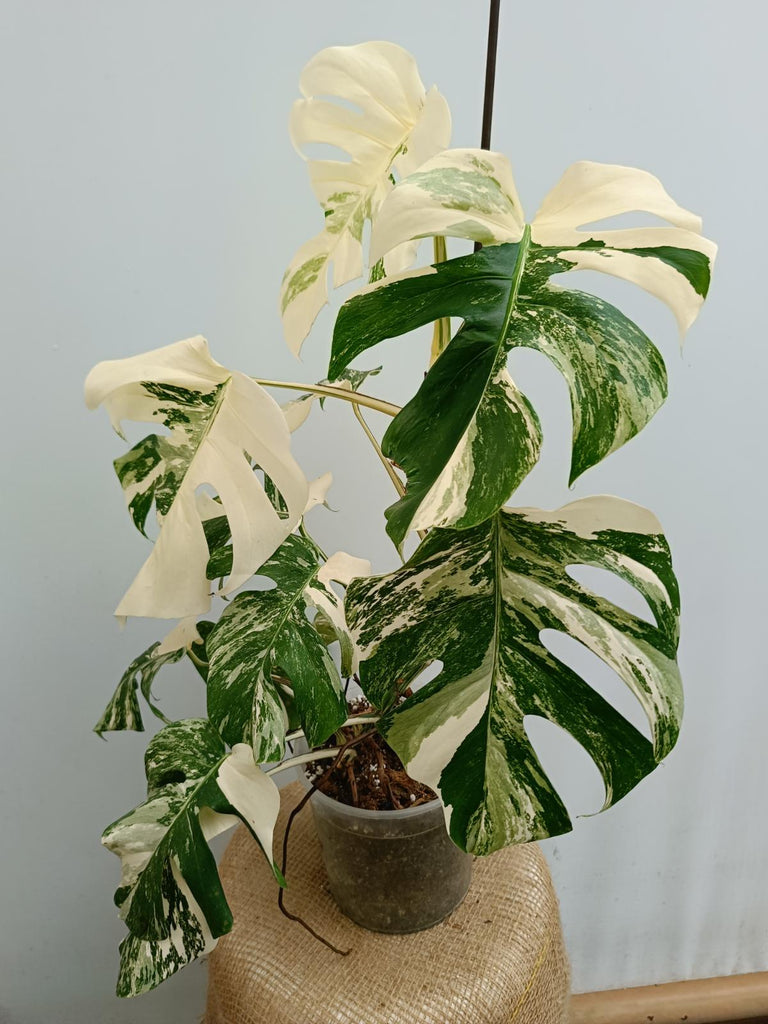 Monstera deliciosa variegata albo