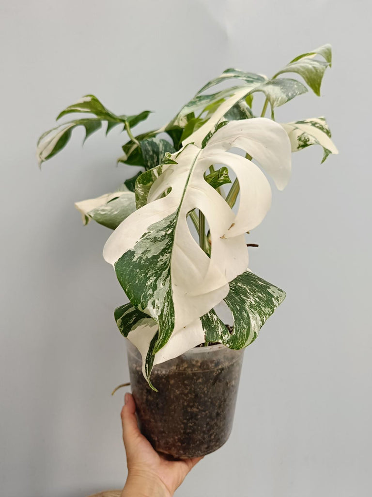 Monstera deliciosa variegata albo