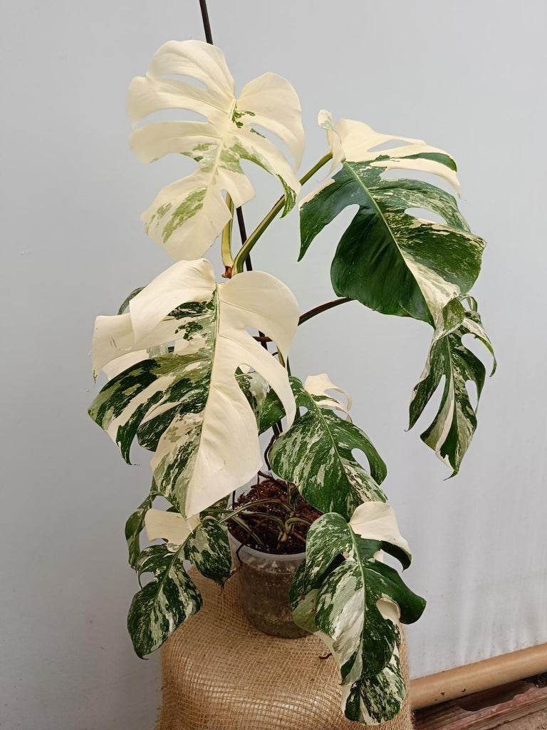 Monstera deliciosa variegata albo