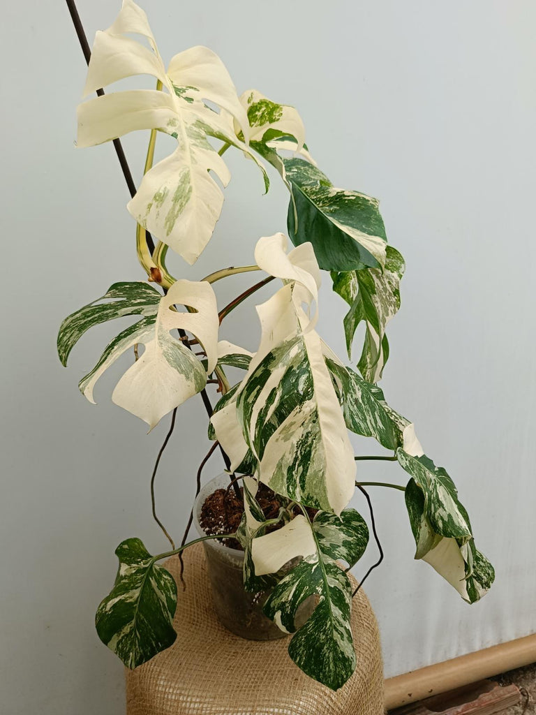 Monstera deliciosa variegata albo