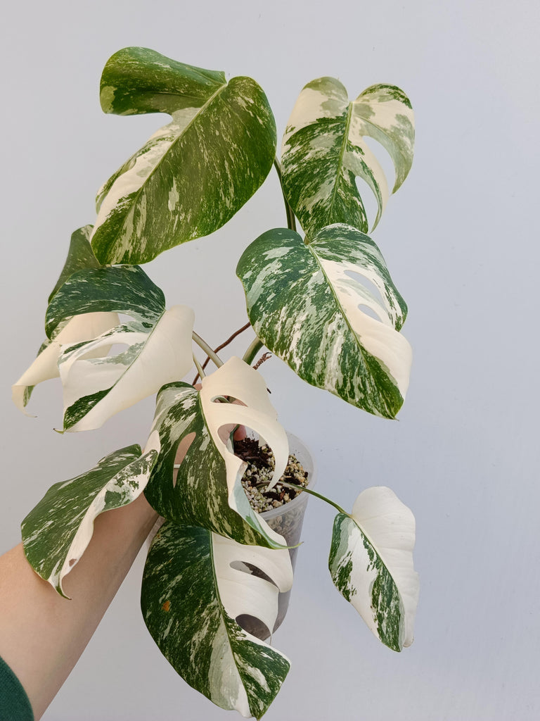 Monstera deliciosa variegata albo