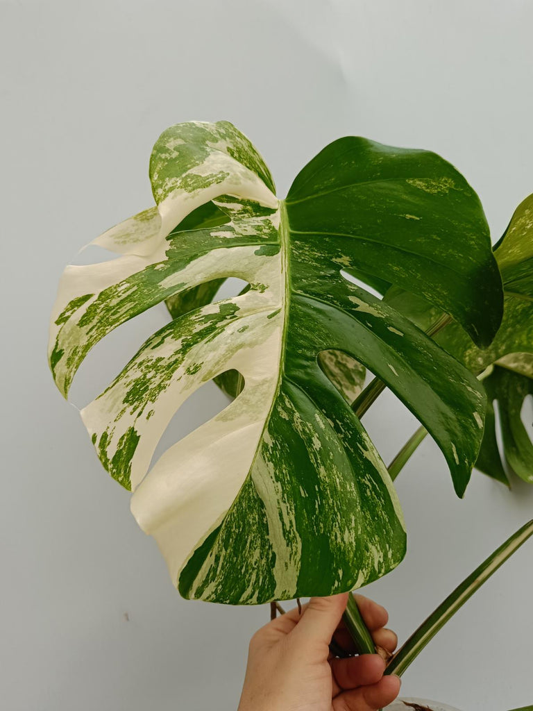 Monstera deliciosa variegata albo