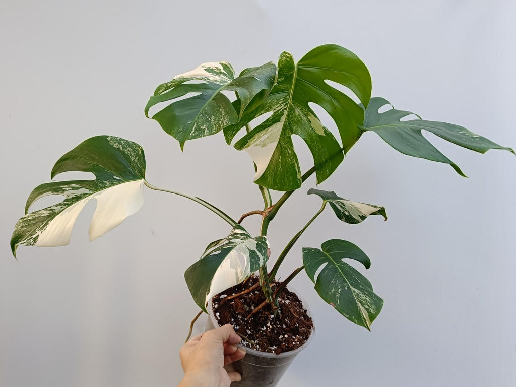 Monstera deliciosa variegata albo