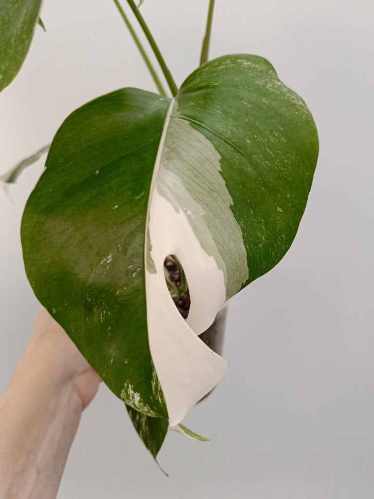 Monstera deliciosa variegata albo