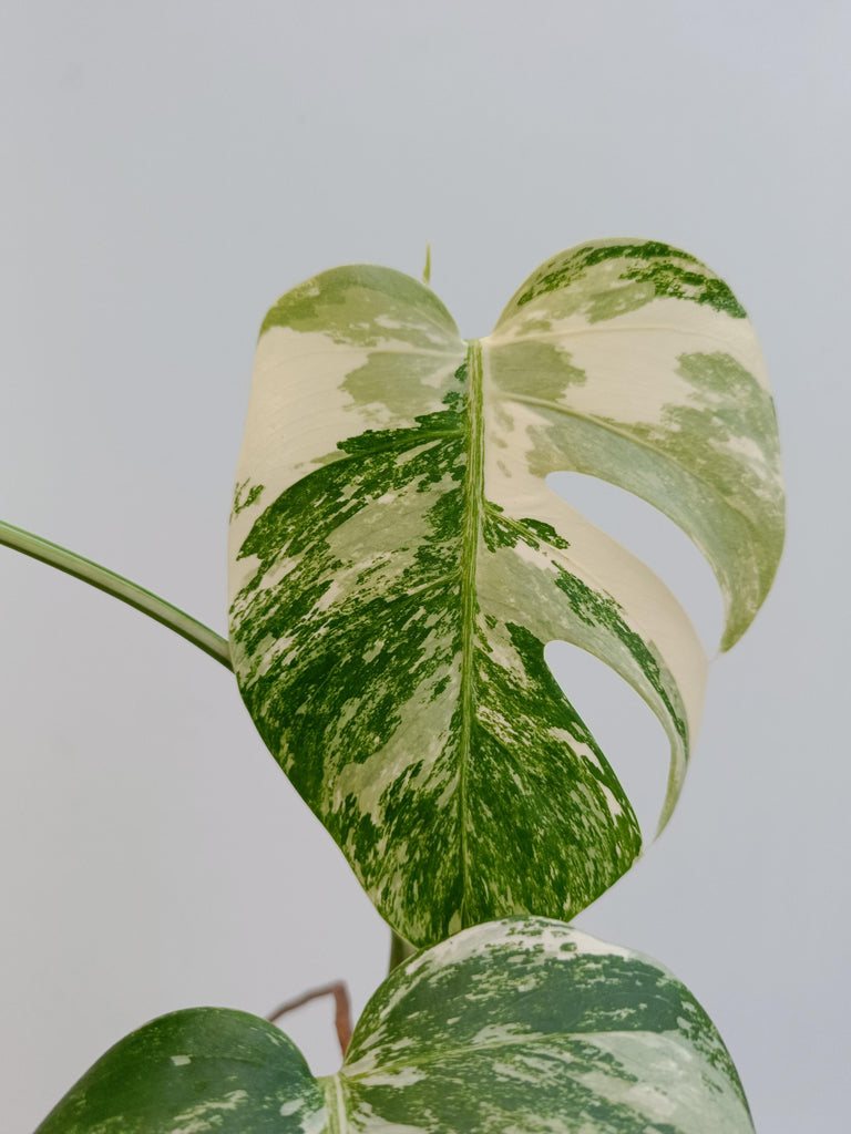 Monstera deliciosa variegata albo