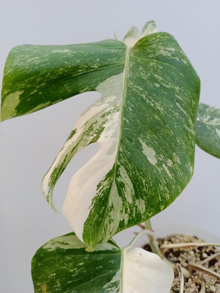 Monstera deliciosa variegata albo