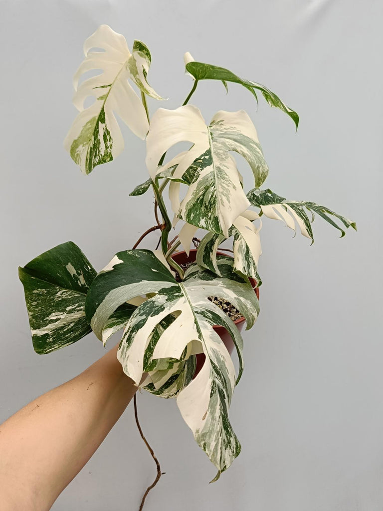 Monstera deliciosa variegata albo