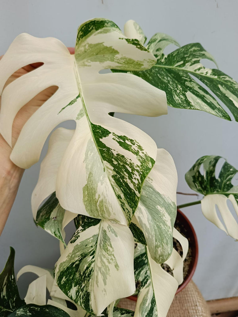 Monstera deliciosa variegata albo