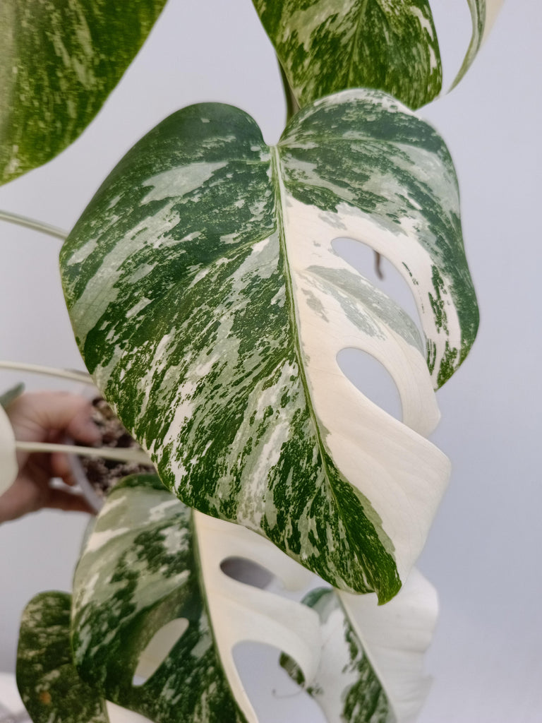 Monstera deliciosa variegata albo