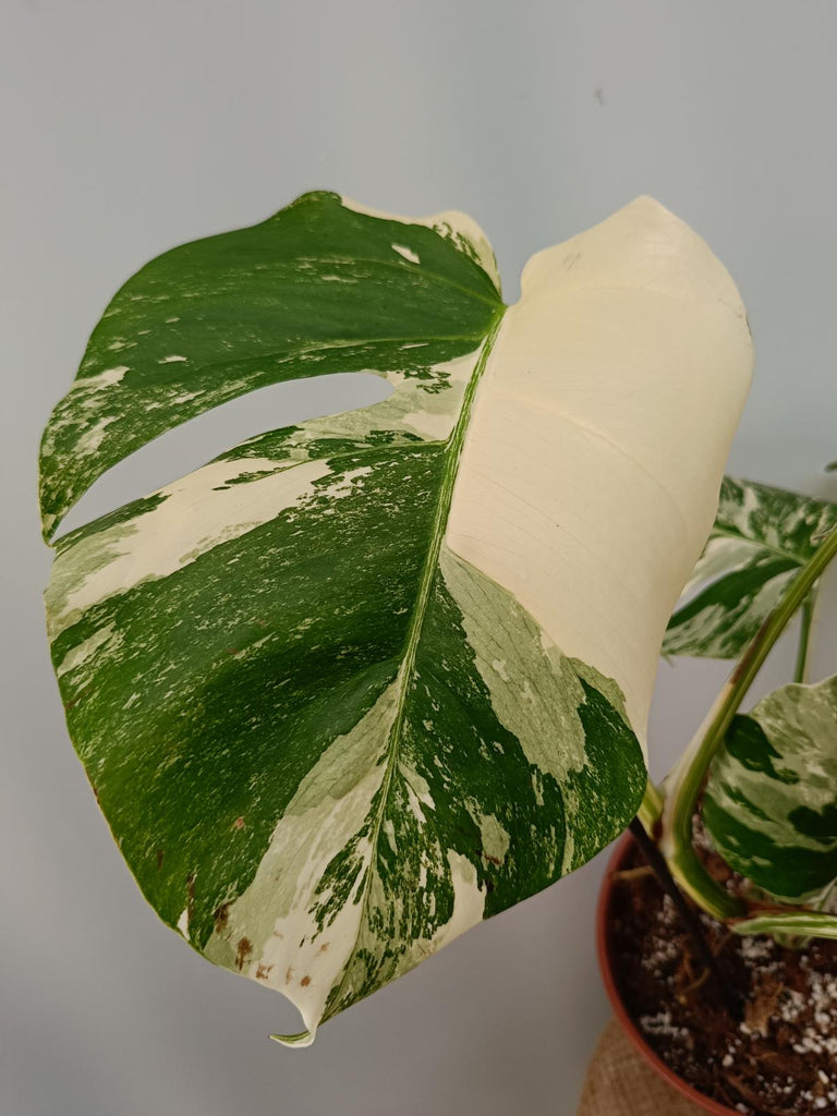 Monstera deliciosa variegata albo