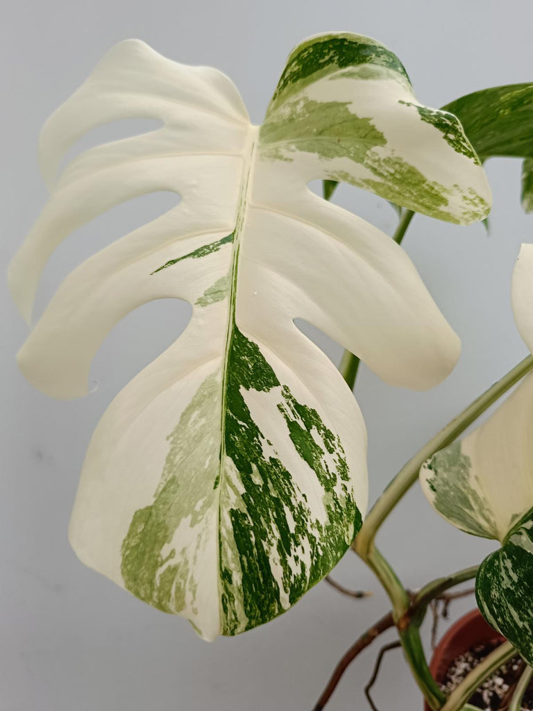 Monstera deliciosa variegata albo