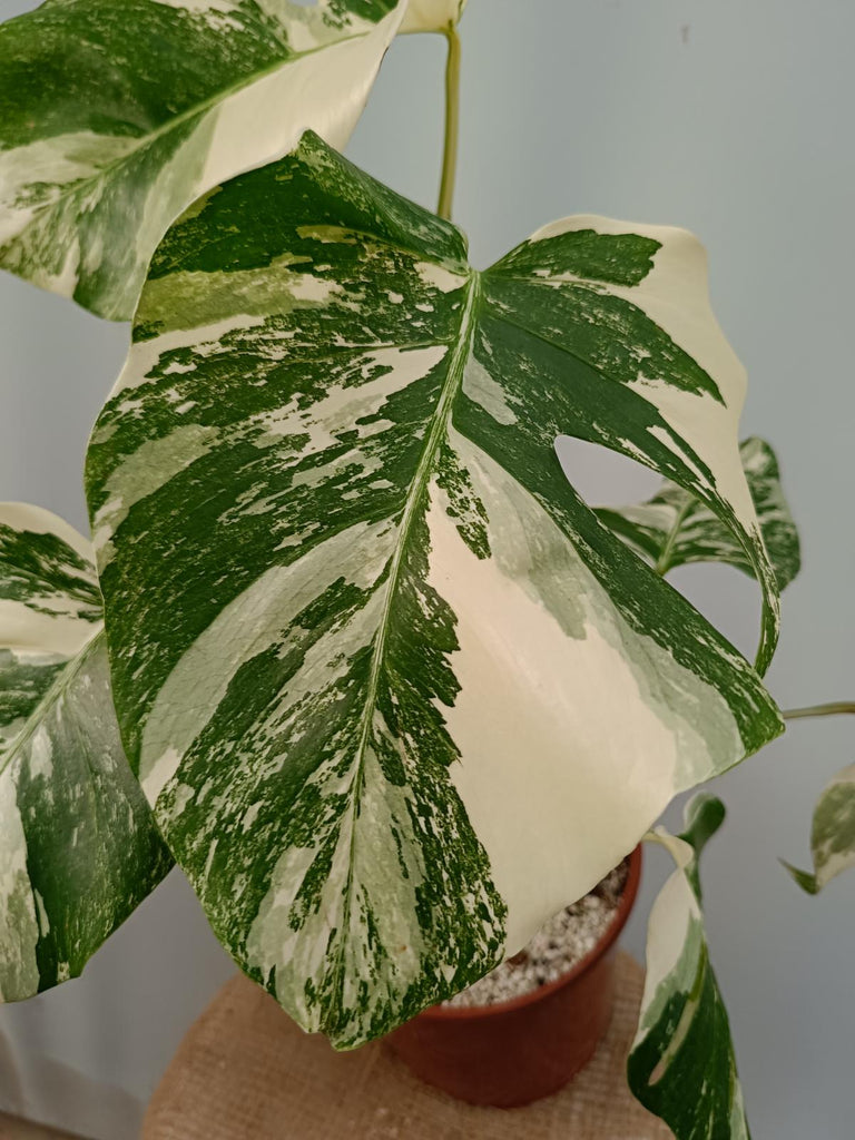 Monstera deliciosa variegata albo