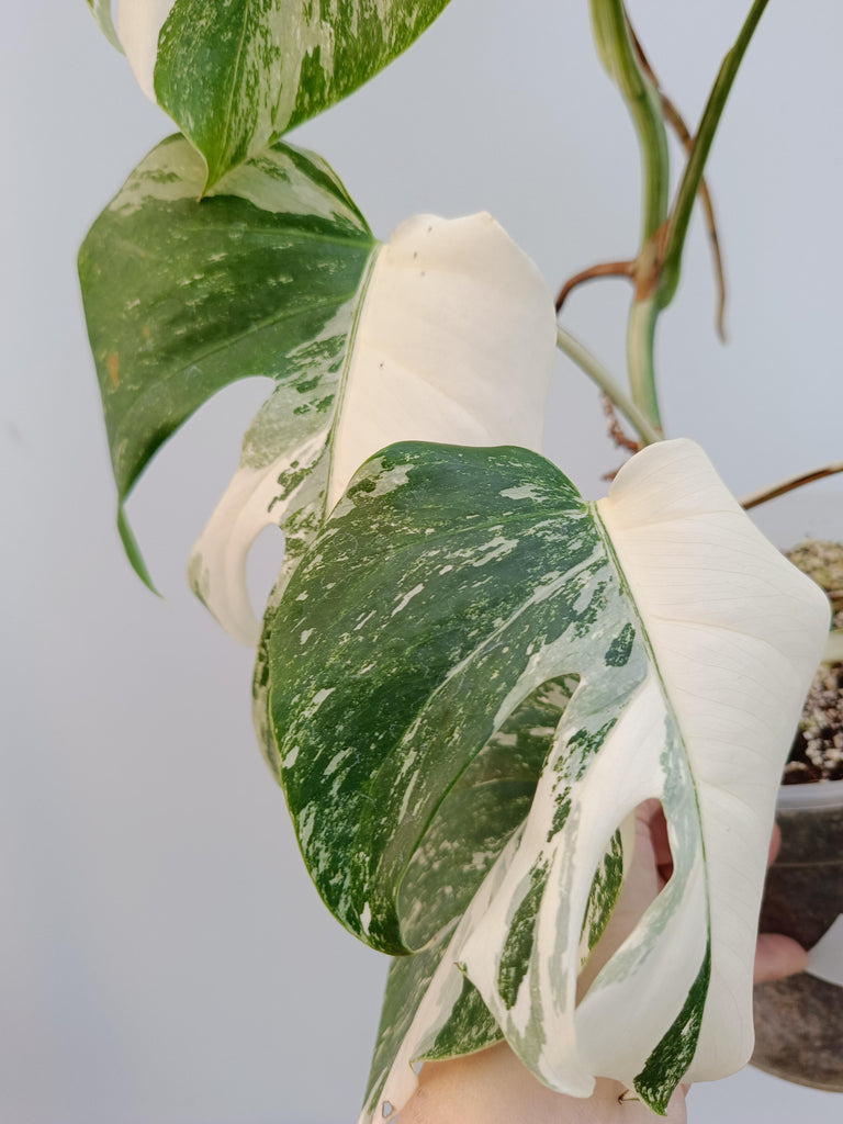 Monstera deliciosa variegata albo