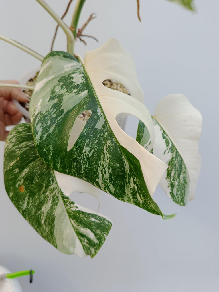 Monstera deliciosa variegata alboMonstera deliciosa variegata albo