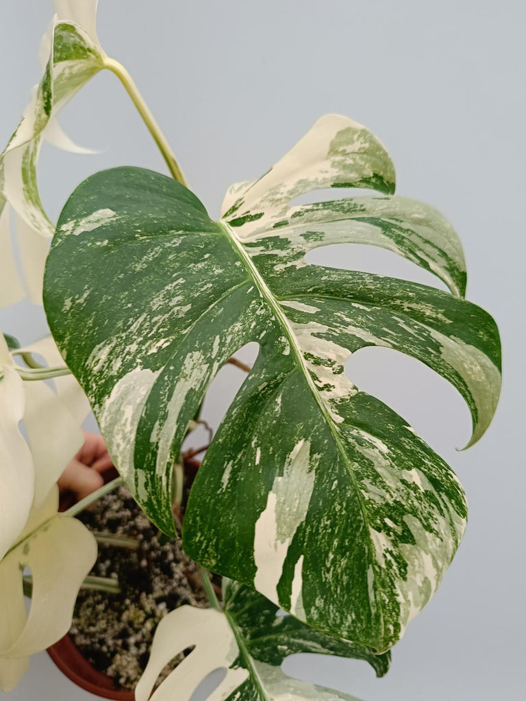 Monstera deliciosa variegata albo