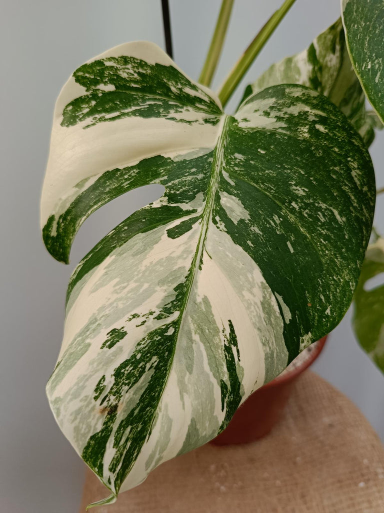 Monstera deliciosa variegata albo