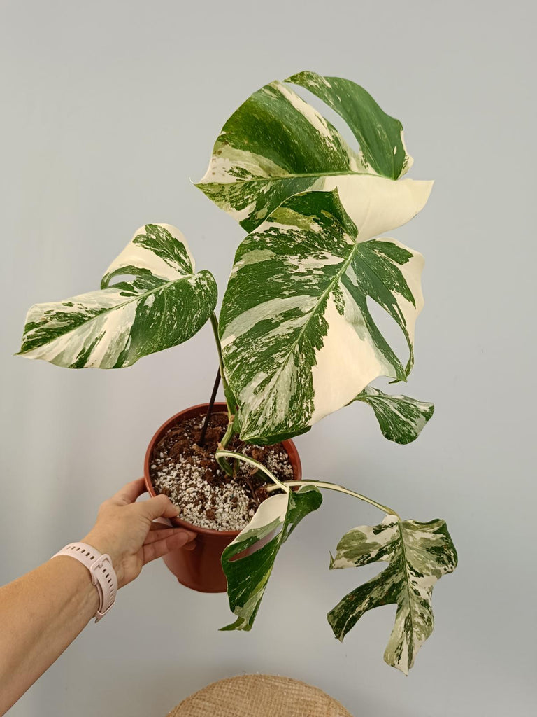 Monstera deliciosa variegata albo