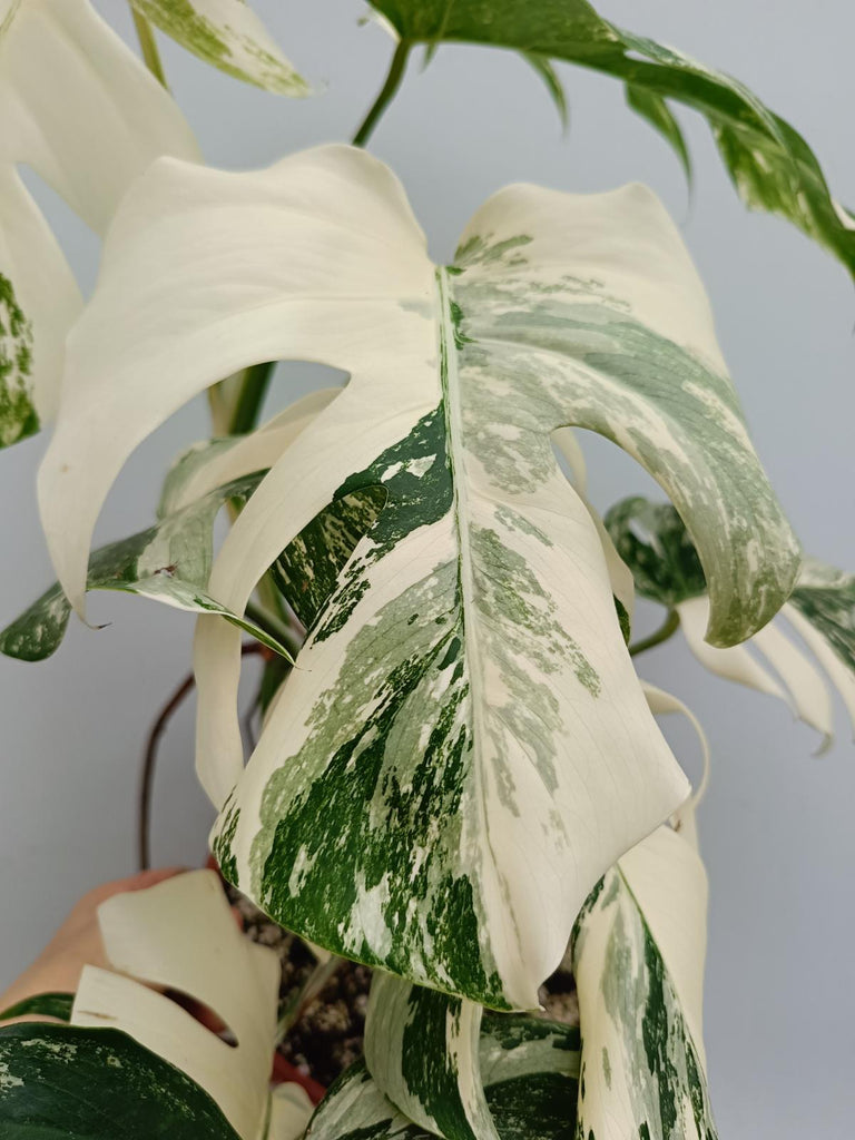 Monstera deliciosa variegata albo