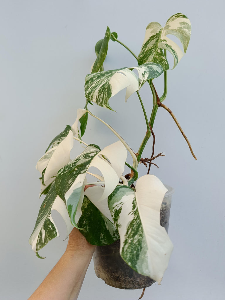 Monstera deliciosa variegata albo