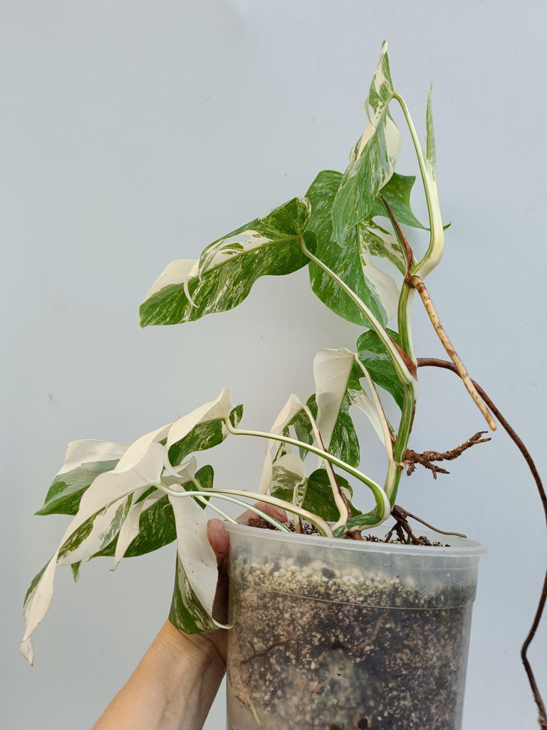 Monstera deliciosa variegata albo