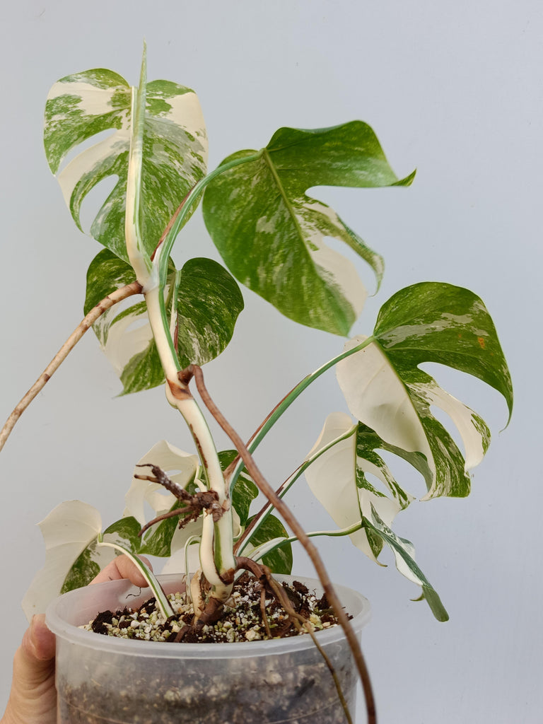 Monstera deliciosa variegata albo